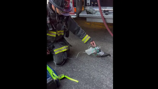 Bombeiros de Oakland dão oxigénio a pombo após incêndio – e há imagens