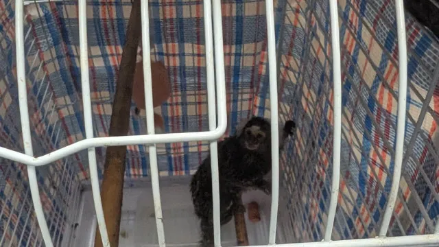 Saco comeÃ§ou a saltar dentro de autocarro. Tinha uma macaca enjaulada