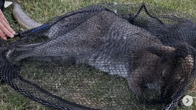 Marsupial foge... e leva a buscas nos Países Baixos: A aventura de Skippy