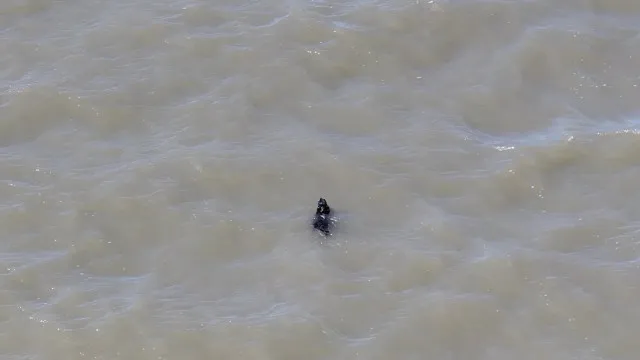 Cão desaparecido há semanas resgatado enquanto nadava nos EUA