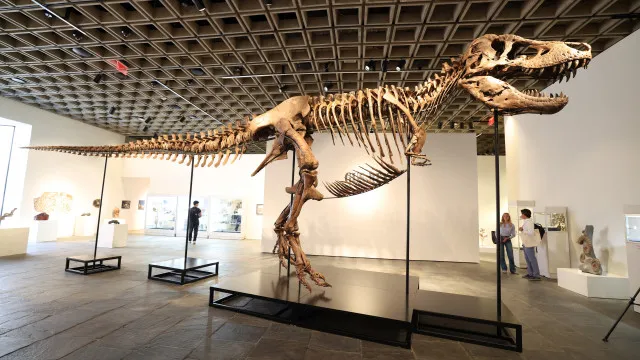Gus, um dos maiores T-Rex, foi vendido por valor recorde: 50 milhÃµes