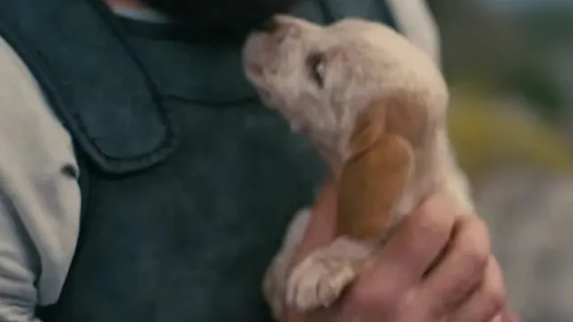 Cão de raça portuguesa foi o escolhido para o filme "Odisseia", de Nolan