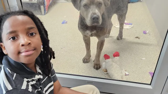
                    Menino de 11 anos já leu 100 horas para animais de abrigo. 