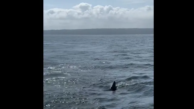 
                    Tubarão com três a quatro metros avistado ao largo da Nazaré. E há vídeo
                