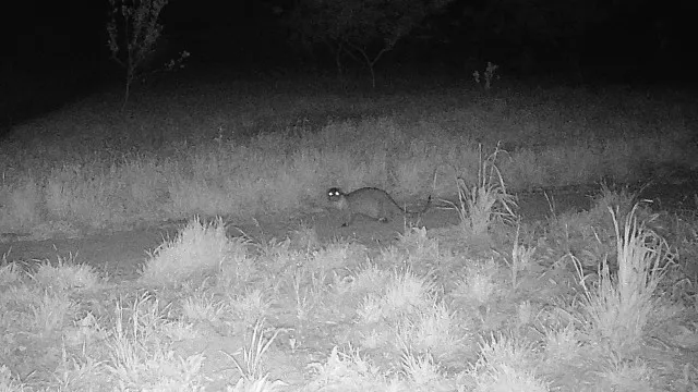
                    Lontra regressa à Serra de Sintra após 