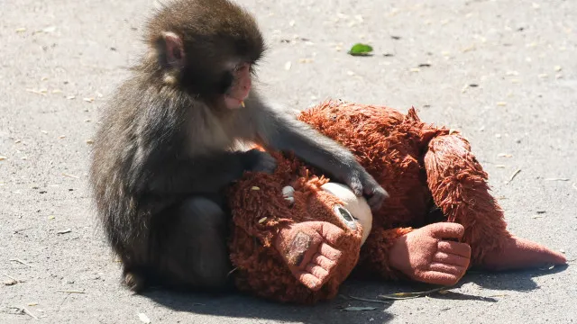 
                    Lembra-se do macaco Punch? Faz 1 ano! E recebeu milhares de mensagens
                