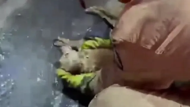 
                    Bombeiros portugueses resgatam cão de fogo em Espanha: 