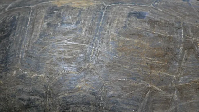 
                    Encontrada carapaça de tartaruga com mais de 15 milhões de anos em Madrid
                
