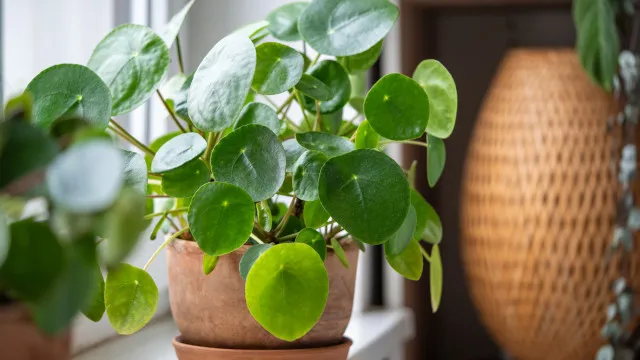 
                    A famosa planta chinesa do dinheiro: Saiba como fazer crescer a pilea
                