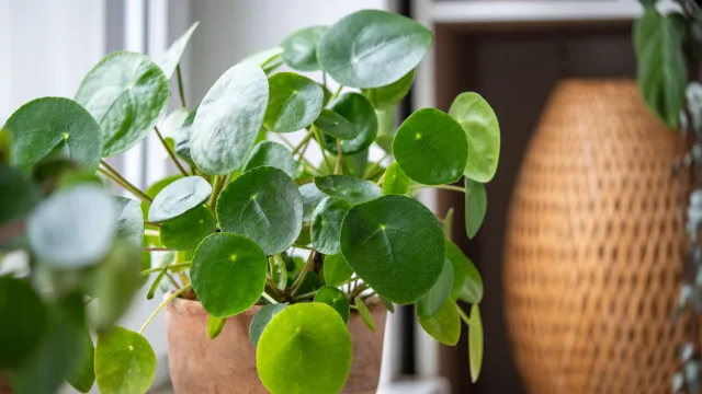 
                    A famosa planta chinesa do dinheiro: Saiba como fazer crescer a pilea
                