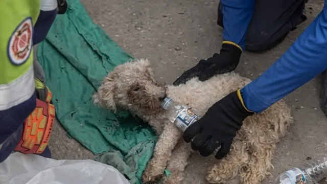 CÃ£o Beyli foi resgatado com vida 29 dias depois dos sismos na Venezuela