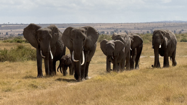 Investigada morte de 15 elefantes num mês em reserva natural no Quénia