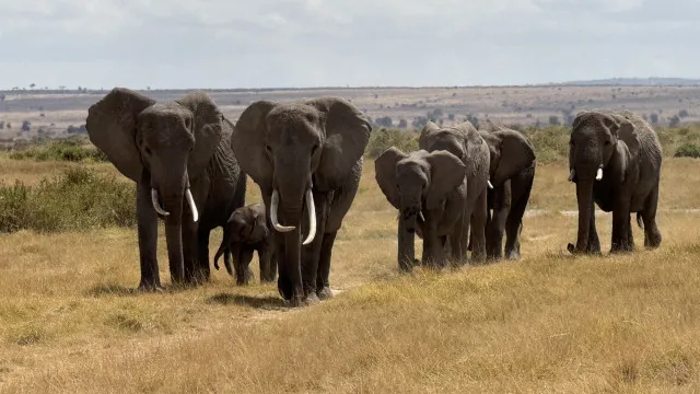 Investigada morte de 15 elefantes num mÃªs em reserva natural no QuÃ©nia
