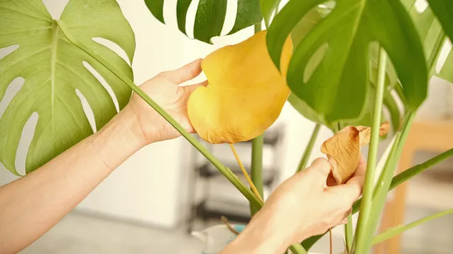 
                    Monstera com folhas amarelas? Como salvar a planta e recuperar o verde
                