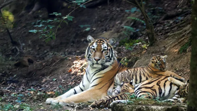 
                    1.ª saída das crias de tigre siberiano que nasceram em zoo esloveno. Veja
                