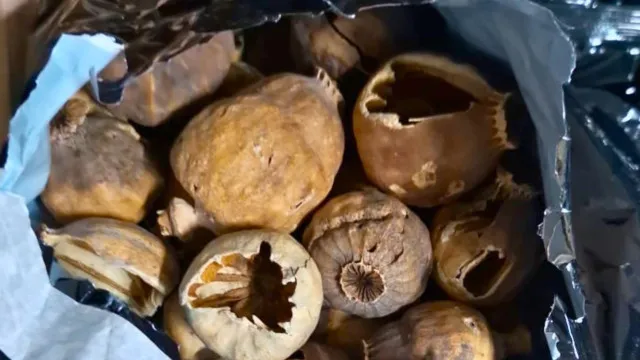 
                    GNR descobre 82 quilos de papoila-do-ópio após engano em encomenda
                