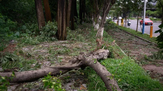 
                    Quase 400 mil pessoas retiradas no centro da China devido à chuva
                