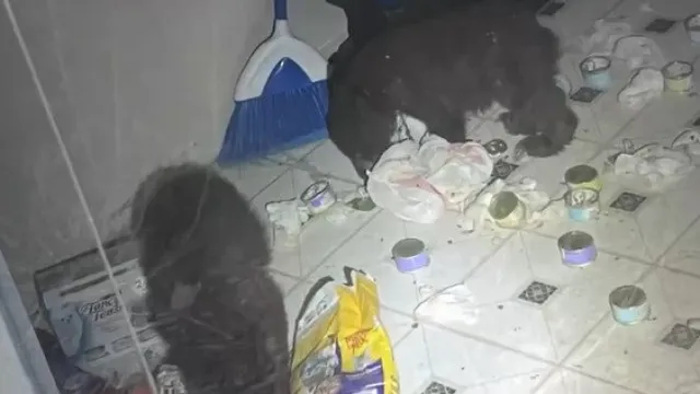 Agentes responderam a denÃºncia de invasÃ£o de casa. Foram... dois ursos
