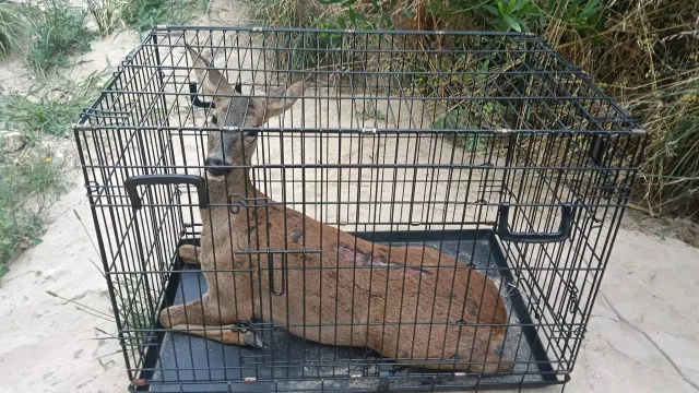 
                    Corço atropelado foi resgatado em Viana do Castelo. Está entregue ao ICNF
                