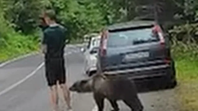 Escapa a ataque de urso... com "instinto de sobrevivÃªncia de uma batata"
