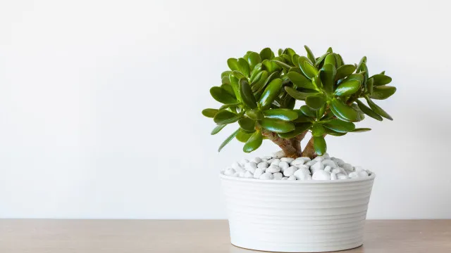 
                    Porque é que a sua planta-jade está a perder folhas (e como revolver)
                