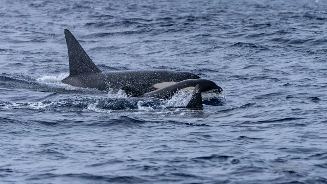 
                    Orcas avistadas nos Açores: Entre 