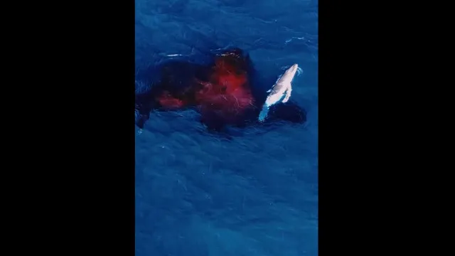 
                    Nascimento de baleia-jubarte captado por drone na Austrália. 