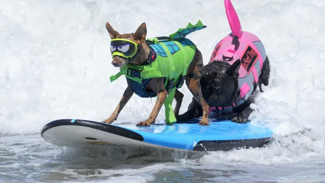 
                    Cães desafiaram as ondas no Mundial de Surf Canino. E há imagens
                