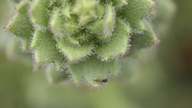 Darwin tinha razÃ£o: Planta chinesa pertence a linhagem carnÃvora