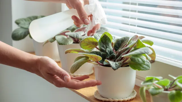 5 Ã¡guas "mÃ¡gicas" que deixam as plantas fortes e viÃ§osas