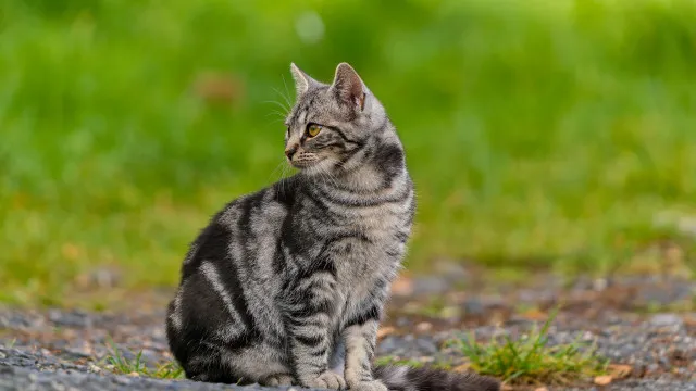 Desparecido hÃ¡ 17 anos, gato reÃºne-se em breve com dona: "InacreditÃ¡vel"