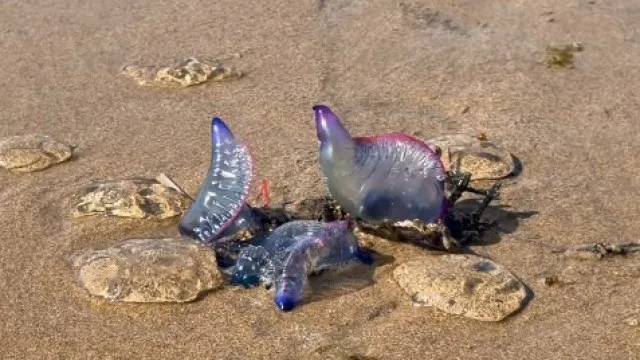 
                    Caravelas-portuguesas invadem praias da costa de Gipuzkoa no País Basco
                