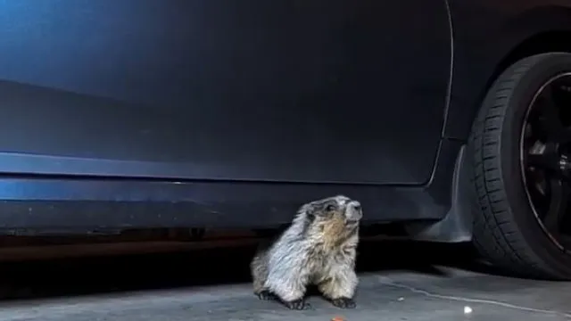 
                    Marmota apanha boleia e aparece a 100km em garagem de homem no Canadá
                