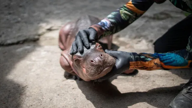 
                    Cria de hipopótamo da colónia de Escobar morre após resgate na Colômbia
                