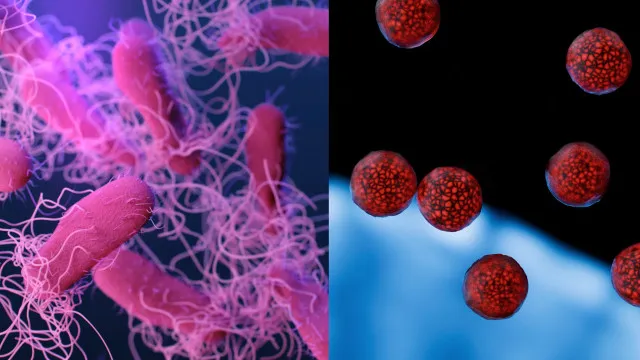 Salmonella vs. ciclosporÃase: Sabe distinguir estas infeÃ§Ãµes alimentares?