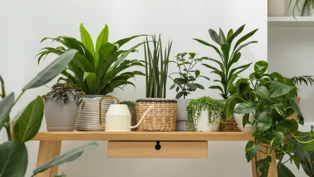 FÃ©rias Ã  vista e sem ninguÃ©m para cuidar das plantas? Veja estas dicas