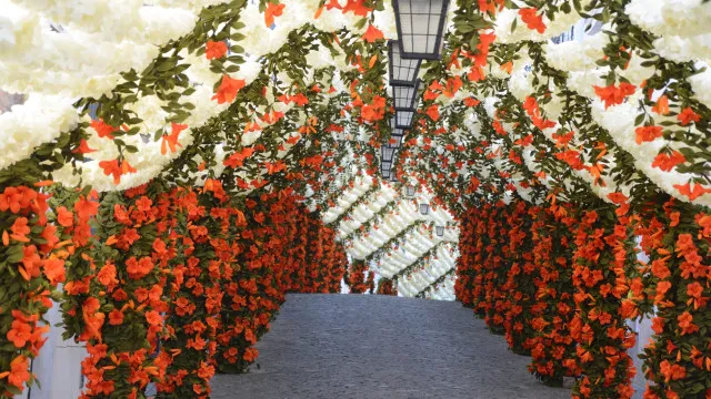 
                    Campo Maior. Festas do Povo começam amanhã com mais de 100 ruas floridas
                