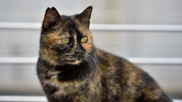 Gata chega aos 146 anos (em idade humana). Qual o segredo da longevidade?