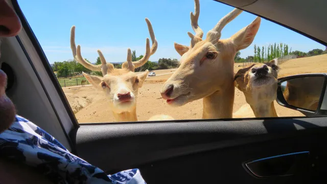 Zebras a espreitarem na janela? Safari barato a menos de 4 horas de carro