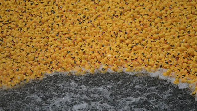 Milhares de patinhos de borracha "pintam" rio de Chicago de amarelo