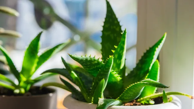 A planta que pode ter em casa e usar na rotina de beleza e pele