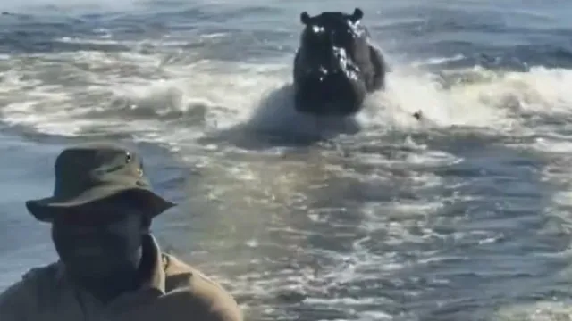 "Assustador". HipopÃ³tamo persegue barco com turistas no Botsuana
