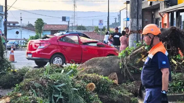 Ã rvore cai em carro com pai e filho de 4 anos no interior. Sobreviveram