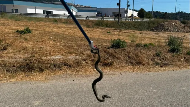 
                    GNR resgata cobra-de-água em Seia. Estava 