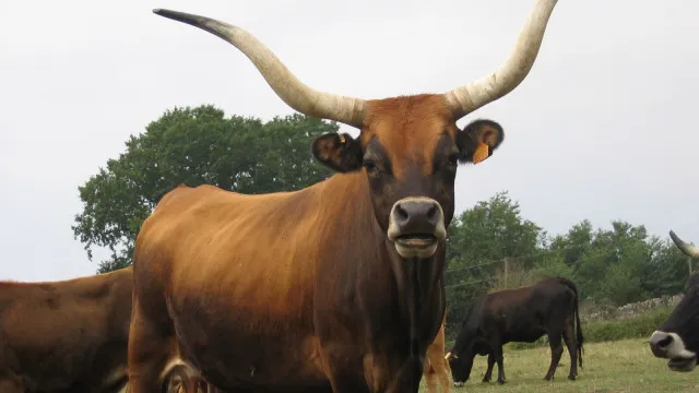 
                    Onze vacas cachenas ajudam a prevenir incêndios na Serra da Estrela
                