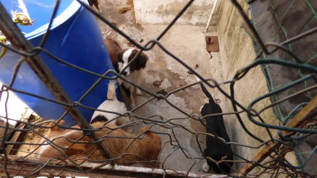 GNR fiscalizou habitaÃ§Ã£o na periferia do Montijo com 24 cÃ£es e oito gatos