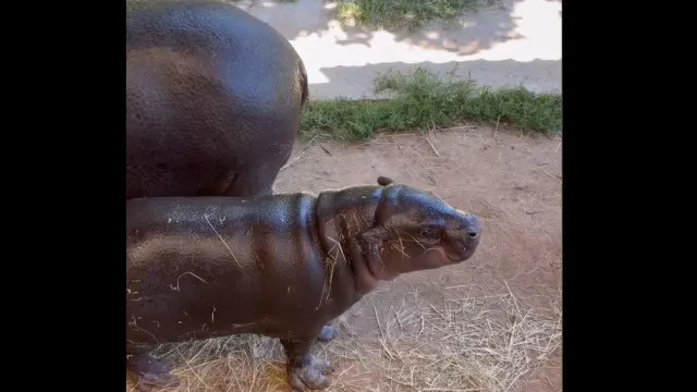 HipopÃ³tamo-pigmeu em risco de extinÃ§Ã£o nasce no Zoo Santo InÃ¡cio em Gaia