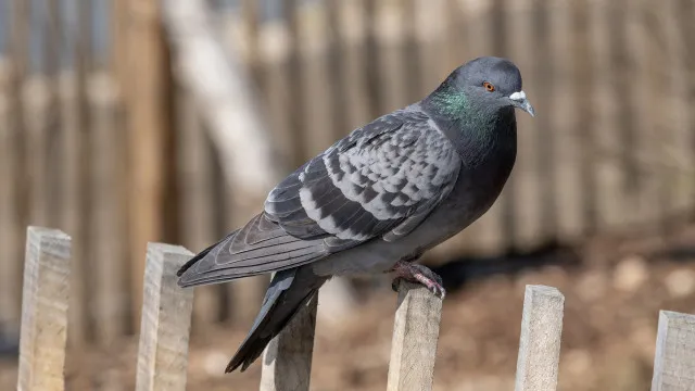Consome carne de pombo? Nesta regiÃ£o estÃ¡ desaconselhada. Saiba porquÃª