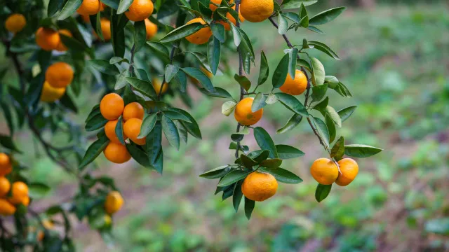 Aprovado projeto reformulado de plantaÃ§Ã£o de tangerinas em AlcÃ¡cer do Sal