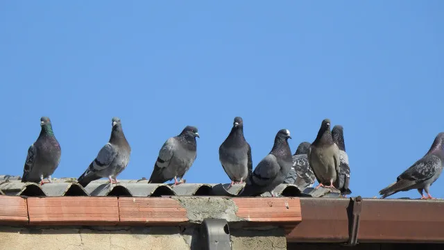 
                    Identificada doença que mata pombos nos Açores. É altamente contagiosa
                